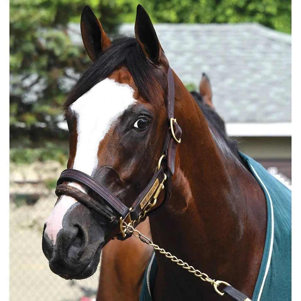 Front Page 2 Front Page -Equestrian equipment Breyer Traditional Tiz The Law Thoroughbred 3