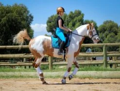 Micro Woven Cotton Blend Jodhpurs In Turquoise - Final Runout, Last Sizes -Equestrian equipment IMG 9674 Edit 2